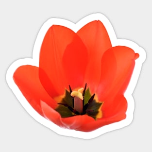 Red tulip Sticker